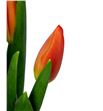Tulipan orange juice 38 - TULORAJUI1