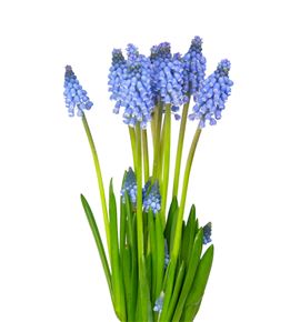 Muscari carola 30 - MUSCAR