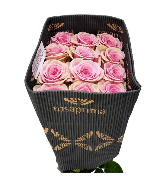 Rosa ecu geraldine 40 - REGER