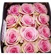 Rosa ecu geraldine 40 - REGER1
