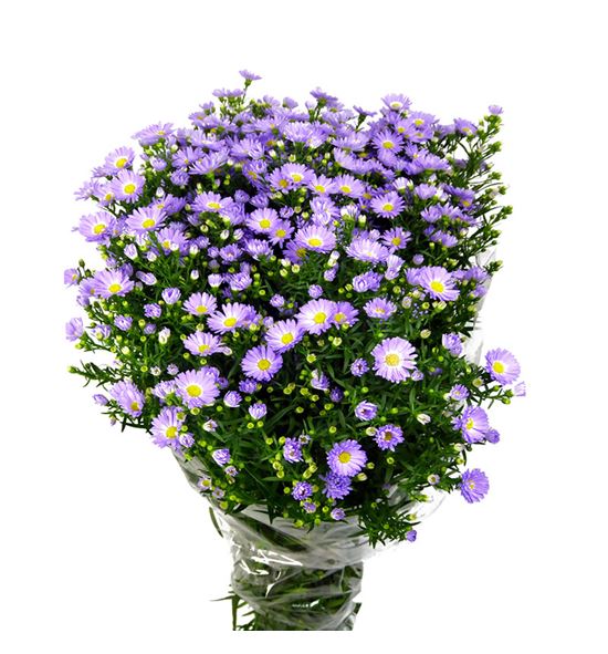 Aster cassandra 80 - ASTCASS
