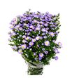 Aster cassandra 80 - ASTCASS