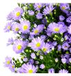 Aster cassandra 80 - ASTCASS1