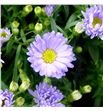 Aster cassandra 80 - ASTCASS2