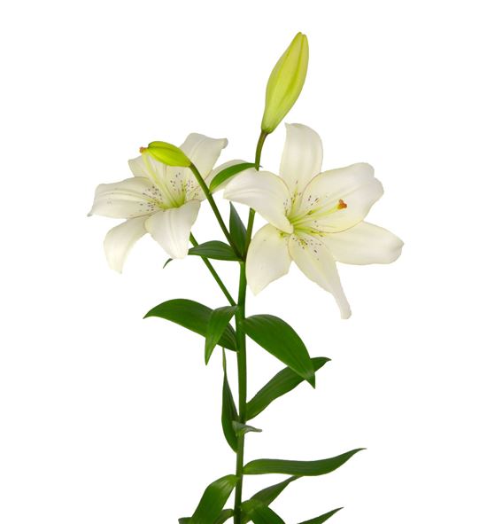 Lilium la hol eyeliner 95 - LAEYE