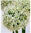 Allium white giant 80 - ALLMOUEVE1
