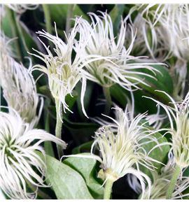 Clematis amazing kibo 70 - CLEAMAKIB