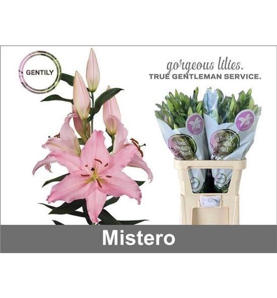 Lilium oriental hol mistero 100 - LOHMIS100