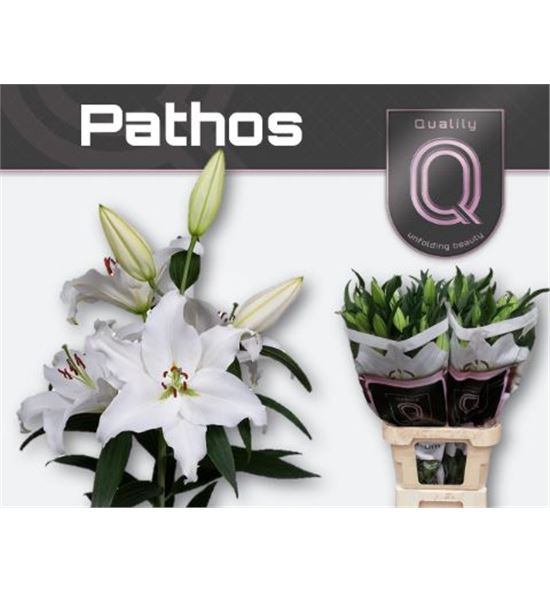 Lilium oriental hol pathos 90 - LOHPAT