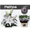 Lilium oriental hol pathos 90 - LOHPAT
