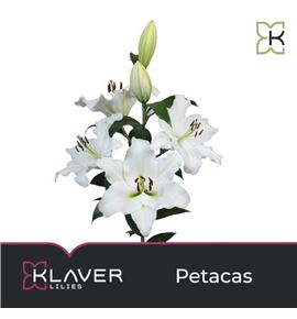 Lilium oriental hol petacas 100 - LOHPET