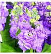 Matthiola centum lavander 60 - MATCENLAV1