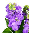 Matthiola centum lavander 60 - MATCENLAV2