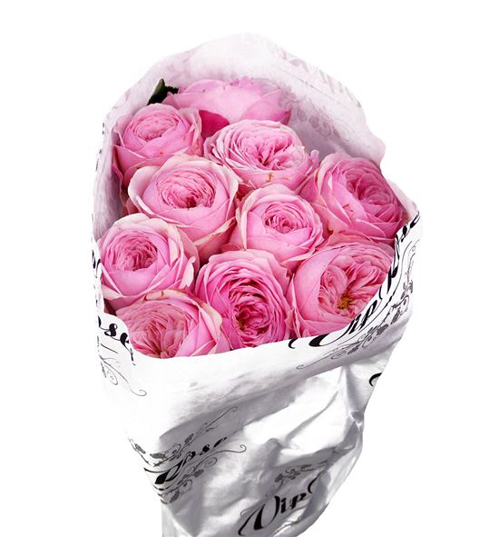 Rosa hol. mansfield pink park 60 - RGRMANPINPAR