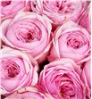 Rosa hol. mansfield pink park 60 - RGRMANPINPAR1