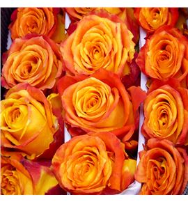Rosa ecu silantoi 50 - RESIL