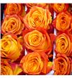 Rosa ecu silantoi 50 - RESIL1
