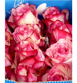 Rosa ecu magic times 40 - RCMAGTIM