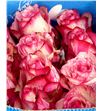 Rosa ecu magic times 40 - RCMAGTIM1