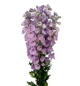 Delphinium dewi melody 80 - DELDEWMEL