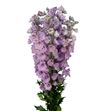 Delphinium dewi melody 80 - DELDEWMEL