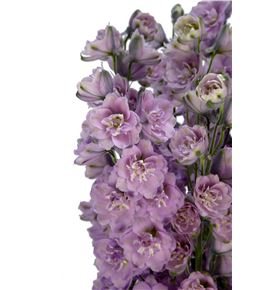 Delphinium dewi melody 80 - DELDEWMEL