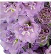 Delphinium dewi melody 80 - DELDEWMEL2