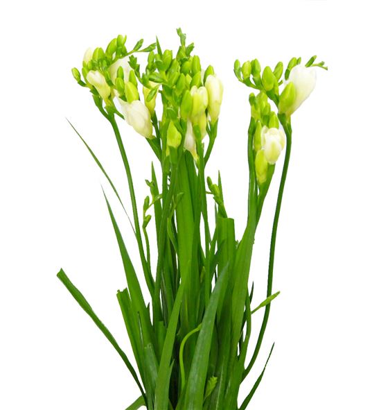 Fresia versailles 52 - FREVER