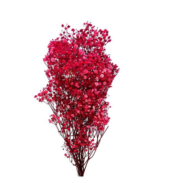 Gypsophila preservado rojo - GYPPREROJ