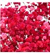 Gypsophila preservado rojo - GYPPREROJ1