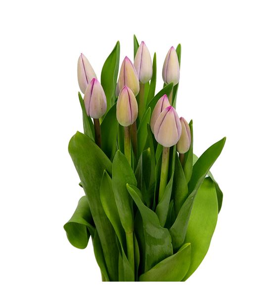 Tulipans tineke vd meer 37 - TULTINMEE