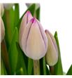 Tulipan hol tineke vd meer 37 - TULTINMEE1