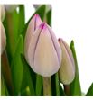 Tulipans tineke vd meer 37 - TULTINMEE1