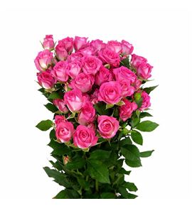 Rs ramificada sweet julia 60 - RTRSWEJUL