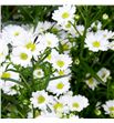 Aster monte casino 90 - ASTMONCAS1