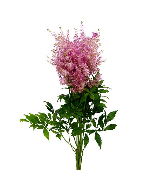 Astilbe honky tonk 60 - ASTHONTON