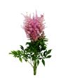 Astilbe honky tonk 60 - ASTHONTON