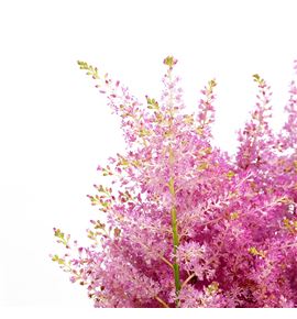 Astilbe honky tonk 60 - ASTHONTON
