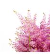Astilbe honky tonk 60 - ASTHONTON1