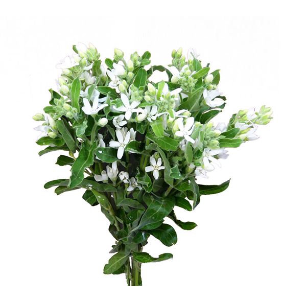Oxypetalum alba 60 - OXYALB