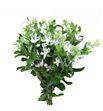 Oxypetalum alba 60 - OXYALB