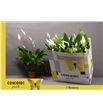 Pl. spathiphyllum sweet chico 55cm x11 - SPASWECHI111355