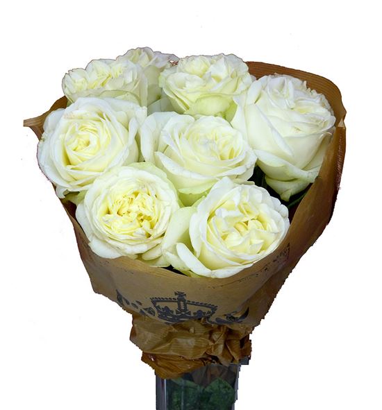 Rosa hol lady lindsey 40 - RGRLADLIN