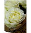 Rosa hol lady lindsey 40 - RGRLADLIN2