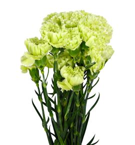 Clavel fancy verde x25 - CLACOLVER