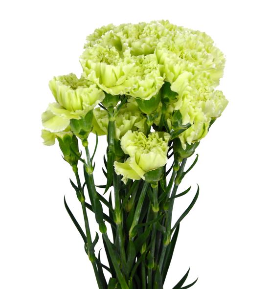 Clavel fancy verde x25 - CLACOLVER