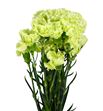Clavel fancy verde x25 - CLACOLVER