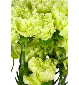 Clavel fancy verde x25 - CLACOLVER