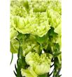 Clavel fancy verde x25 - CLACOLVER1