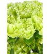 Clavel fancy verde x25 - CLACOLVER2